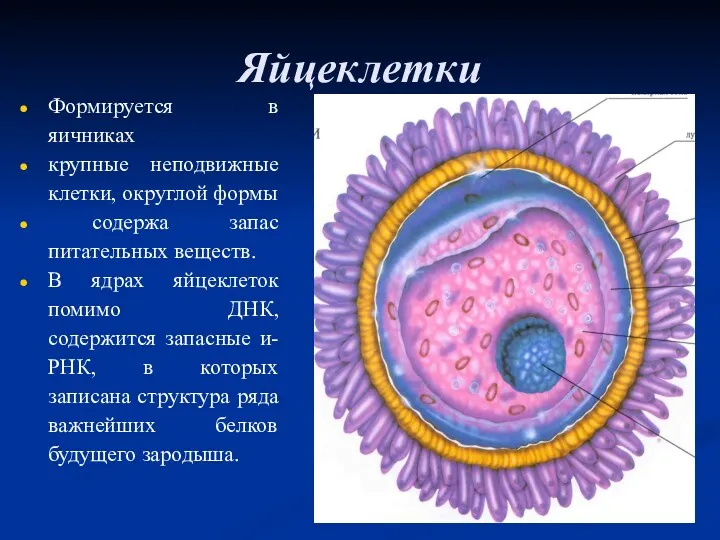 Яйцеклетки Формируется в яичниках крупные неподвижные клетки, округлой формы содержа