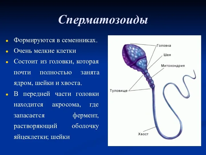 Сперматозоиды Формируются в семенниках. Очень мелкие клетки Состоит из головки,