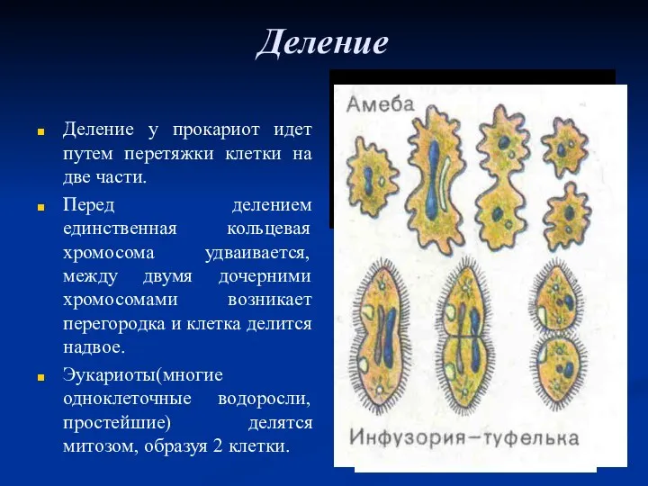 Деление Деление у прокариот идет путем перетяжки клетки на две