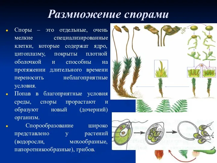 Размножение спорами Споры – это отдельные, очень мелкие специализированные клетки,