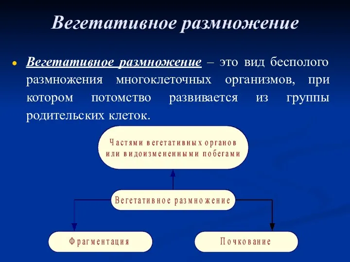 Вегетативное размножение Вегетативное размножение – это вид бесполого размножения многоклеточных