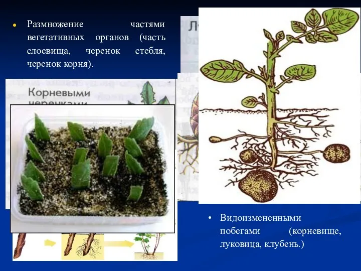 Размножение частями вегетативных органов (часть слоевища, черенок стебля, черенок корня). Видоизмененными побегами (корневище, луковица, клубень.)