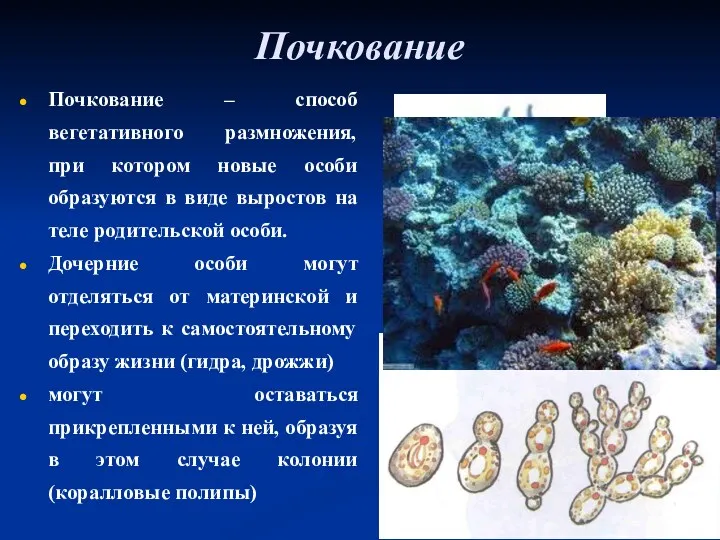 Почкование Почкование – способ вегетативного размножения, при котором новые особи