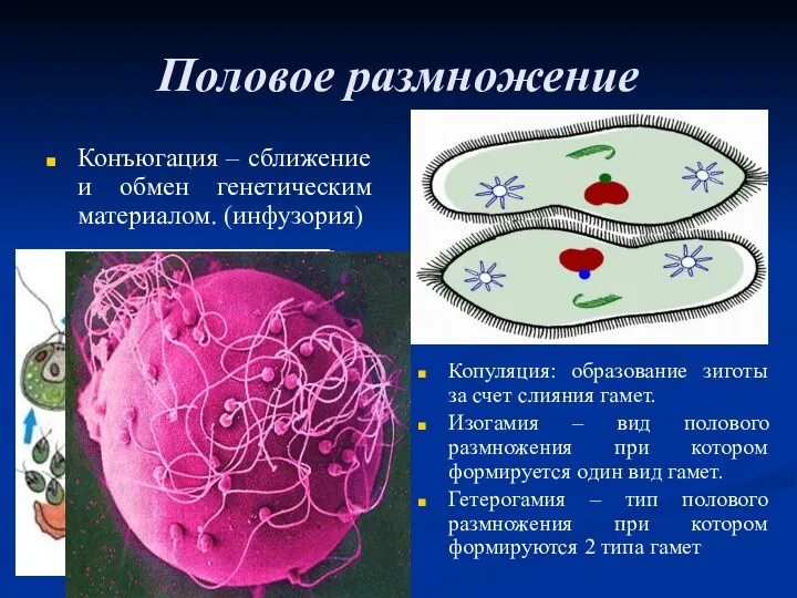 Половое размножение Конъюгация – сближение и обмен генетическим материалом. (инфузория)