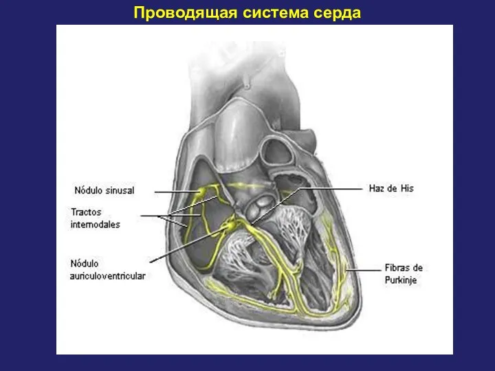 Проводящая система серда