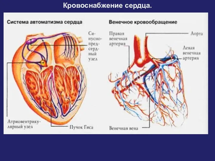 Кровоснабжение сердца.