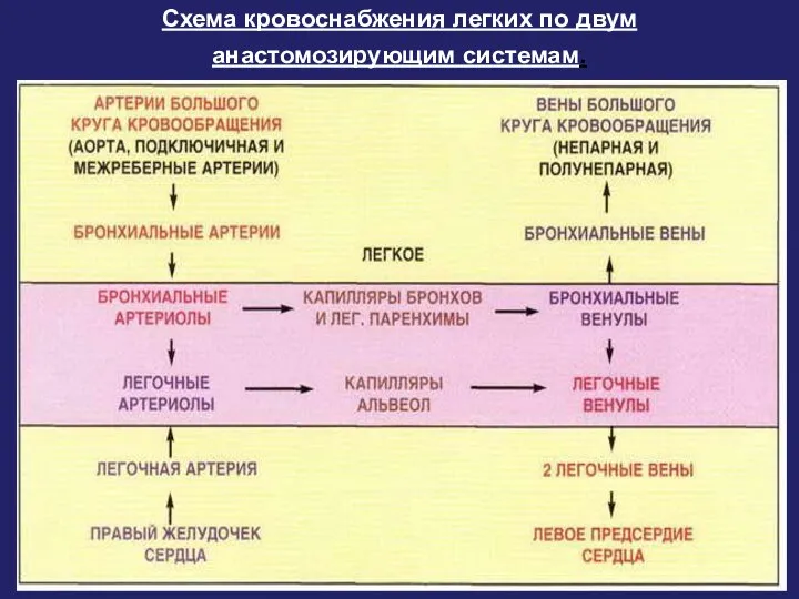 Схема кровоснабжения легких по двум анастомозирующим системам.