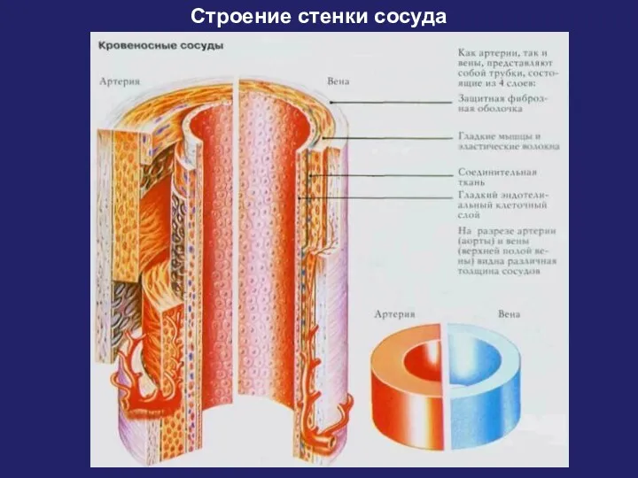 Строение стенки сосуда