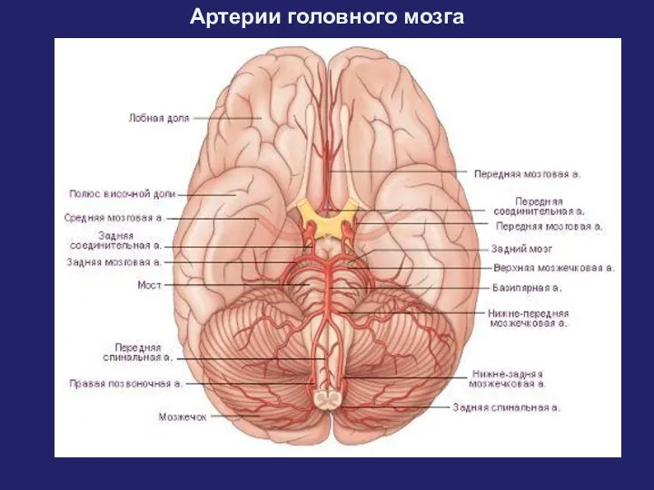 Артерии головного мозга