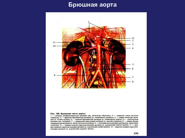 Брюшная аорта