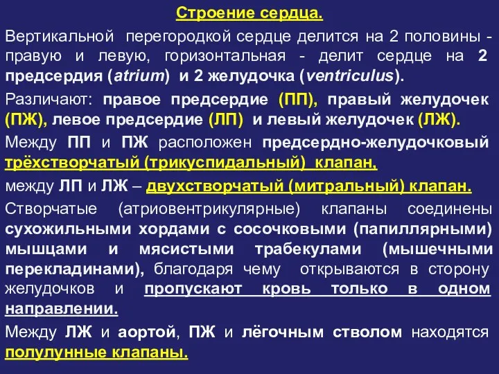 Строение сердца. Вертикальной перегородкой сердце делится на 2 половины -