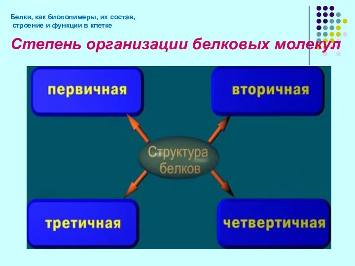 Степень организации белковых молекул Белки, как биополимеры, их состав, строение и функции в клетке