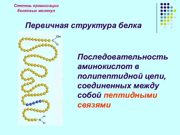 Степень организации белковых молекул Первичная структура белка Последовательность аминокислот в