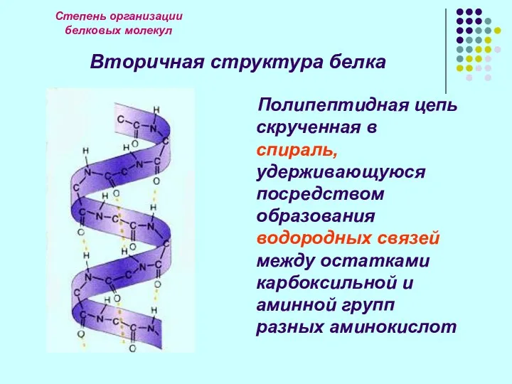 Степень организации белковых молекул Вторичная структура белка Полипептидная цепь скрученная