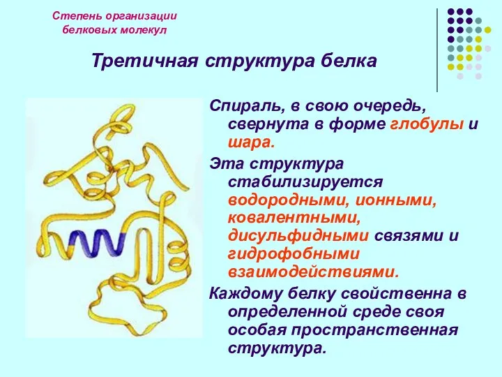 Степень организации белковых молекул Третичная структура белка Спираль, в свою