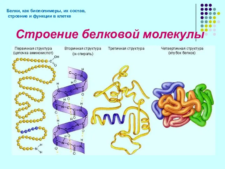 Строение белковой молекулы Белки, как биополимеры, их состав, строение и функции в клетке