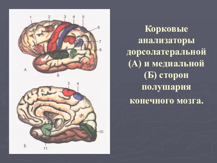 Корковые анализаторы дорсолатеральной (А) и медиальной (Б) сторон полушария конечного мозга.