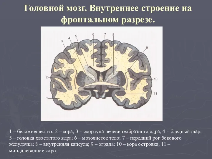 Головной мозг. Внутреннее строение на фронтальном разрезе. 1 – белое