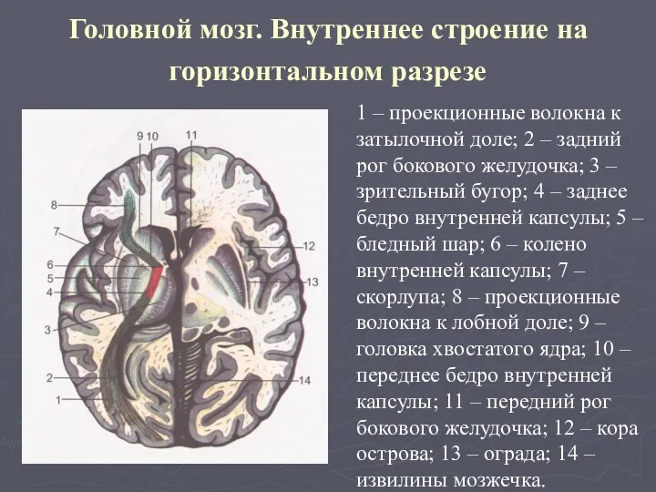 Головной мозг. Внутреннее строение на горизонтальном разрезе 1 – проекционные волокна к затылочной