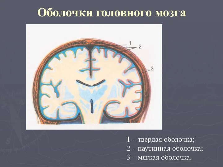 Оболочки головного мозга 1 – твердая оболочка; 2 – паутинная оболочка; 3 – мягкая оболочка.