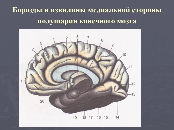 Борозды и извилины медиальной стороны полушария конечного мозга