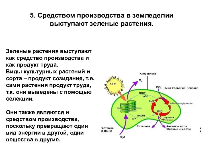 5. Средством производства в земледелии выступают зеленые растения. Зеленые растения