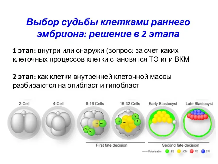 Выбор судьбы клетками раннего эмбриона: решение в 2 этапа 1