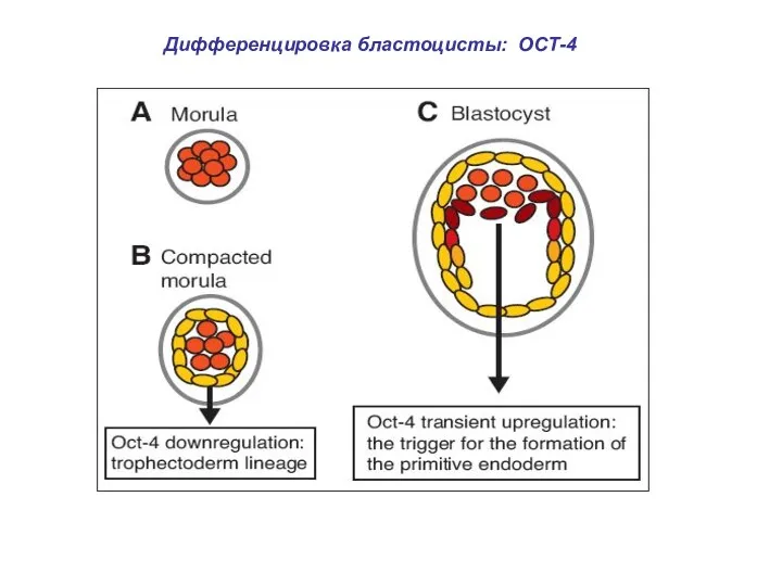 Дифференцировка бластоцисты: ОСТ-4