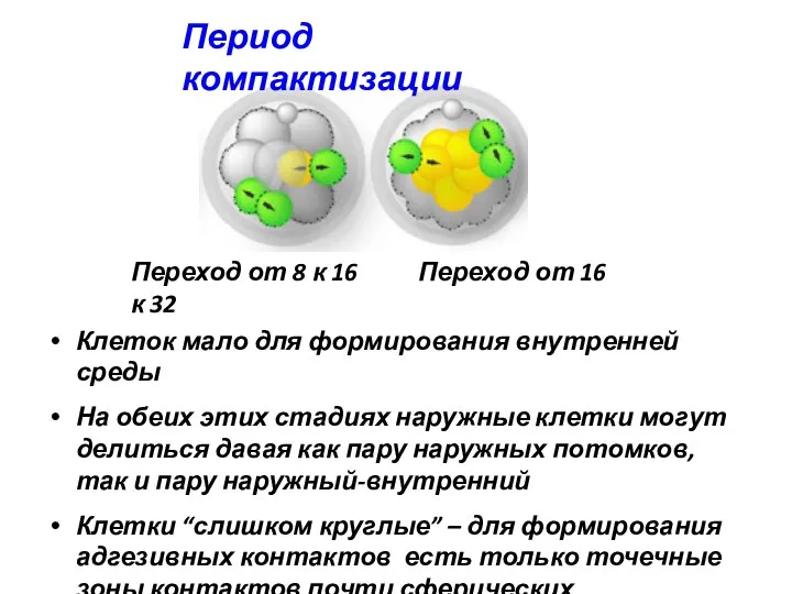 Период компактизации Переход от 8 к 16 Переход от 16
