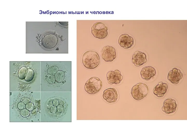 Эмбрионы мыши и человека