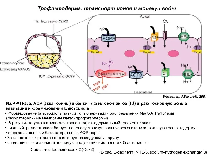 Na/K-ATPаза, AQP (аквапорины) и белки плотных контактов (TJ) играют основную