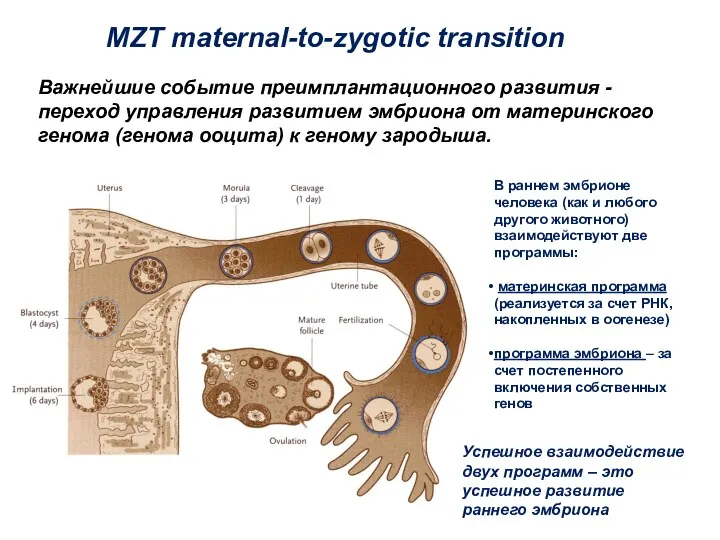 Важнейшие событие преимплантационного развития - переход управления развитием эмбриона от