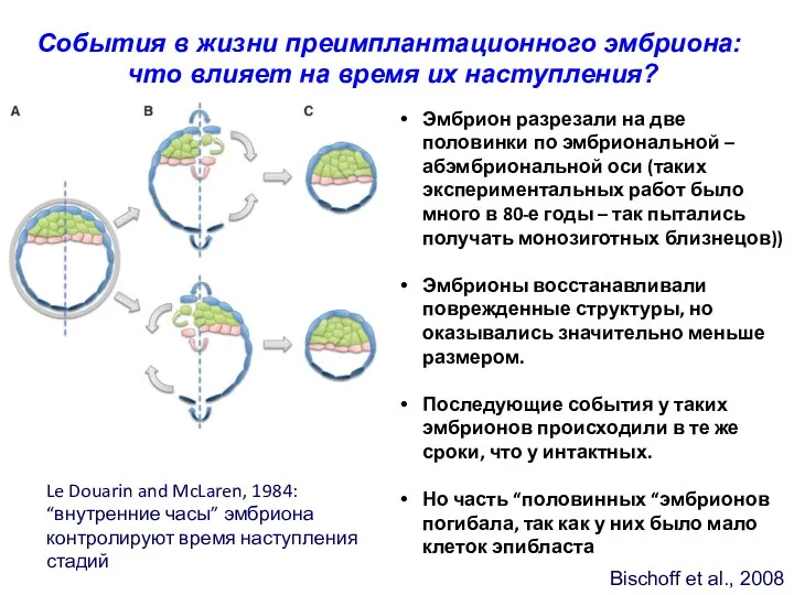 Bischoff et al., 2008 События в жизни преимплантационного эмбриона: что