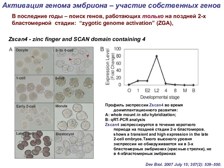 Профиль экспрессии Zscan4 во время доимплантационного развития: А: whole mount