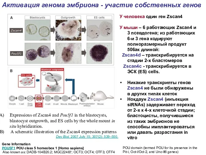 Expressions of Zscan4 and Pou5f1 in the blastocysts, blastocyst outgrowth,