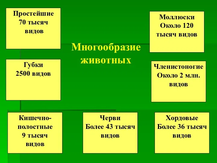 Многообразие животных Простейшие 70 тысяч видов Моллюски Около 120 тысяч