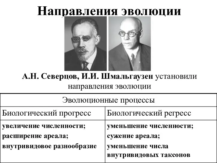 Направления эволюции А.Н. Северцов, И.И. Шмальгаузен установили направления эволюции