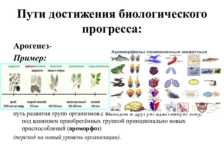 Пути достижения биологического прогресса: Арогенез- Пример: путь развития групп организмов