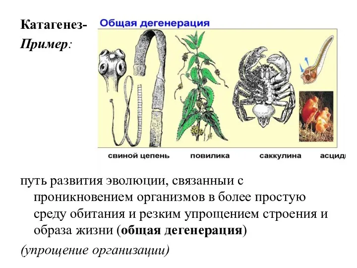 Катагенез- Пример: путь развития эволюции, связанный с проникновением организмов в