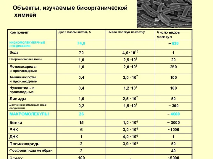 Объекты, изучаемые биоорганической химией