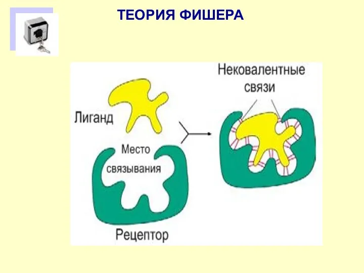 ТЕОРИЯ ФИШЕРА