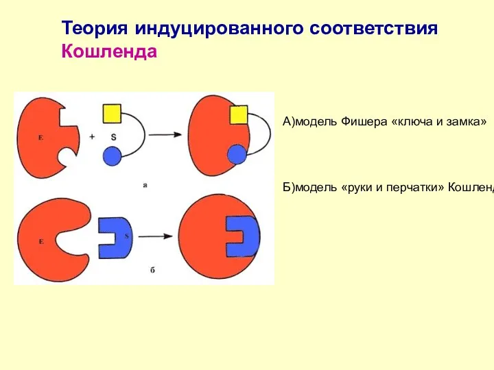 Теория индуцированного соответствия Кошленда А)модель Фишера «ключа и замка» Б)модель «руки и перчатки» Кошленда