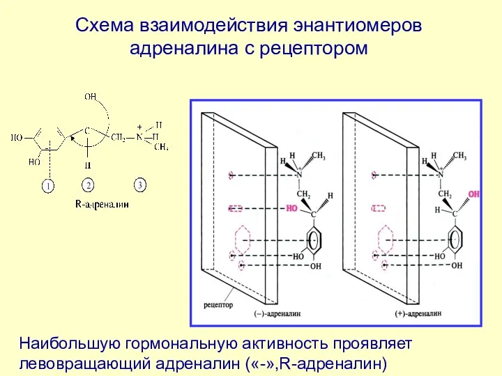 Схема взаимодействия энантиомеров адреналина с рецептором Наибольшую гормональную активность проявляет левовращающий адреналин («-»,R-адреналин)