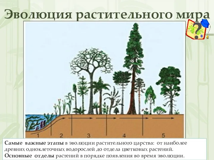 Эволюция растительного мира Самые важные этапы в эволюции растительного царства: