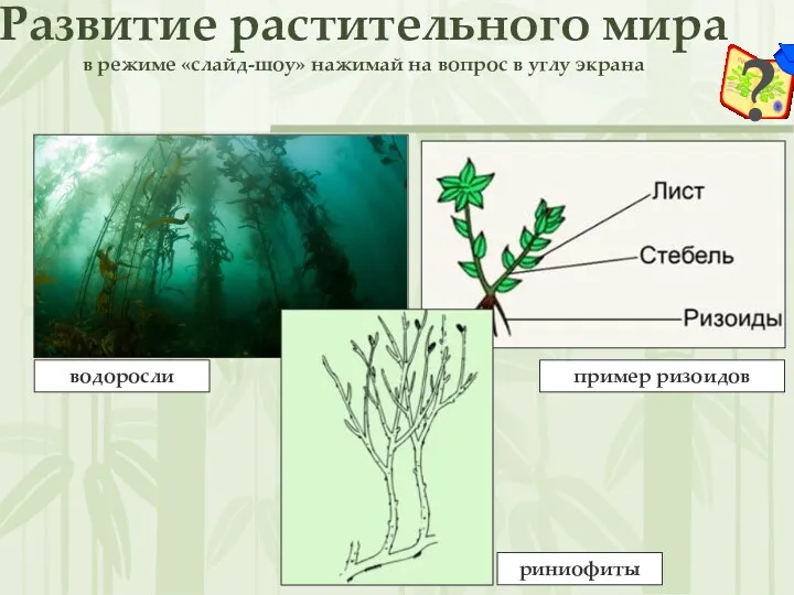 Развитие растительного мира в режиме «слайд-шоу» нажимай на вопрос в углу экрана водоросли пример ризоидов риниофиты