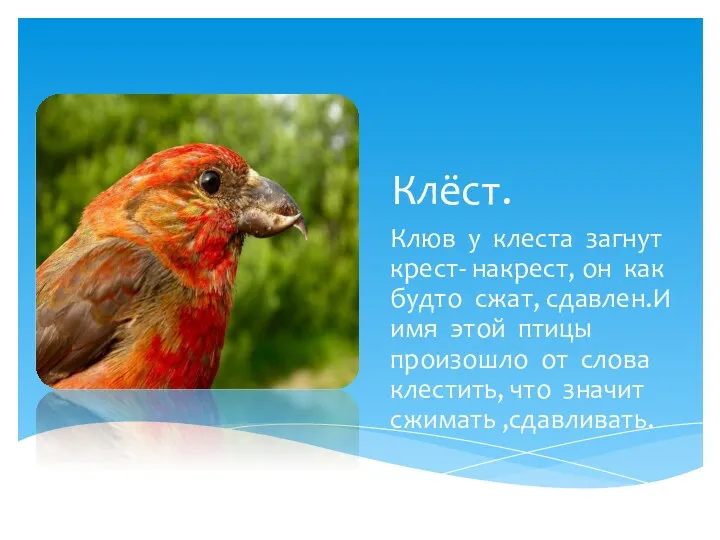 Клёст. Клюв у клеста загнут крест- накрест, он как будто сжат, сдавлен.И имя