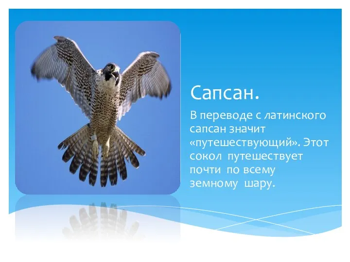 Сапсан. В переводе с латинского сапсан значит «путешествующий». Этот сокол путешествует почти по всему земному шару.