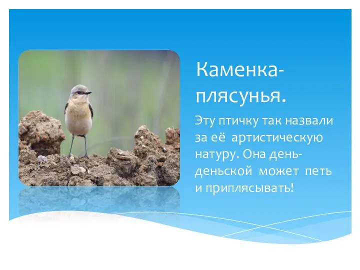 Каменка-плясунья. Эту птичку так назвали за её артистическую натуру. Она день-деньской может петь и приплясывать!