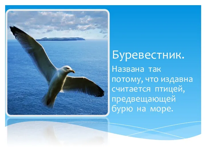 Буревестник. Названа так потому, что издавна считается птицей, предвещающей бурю на море.