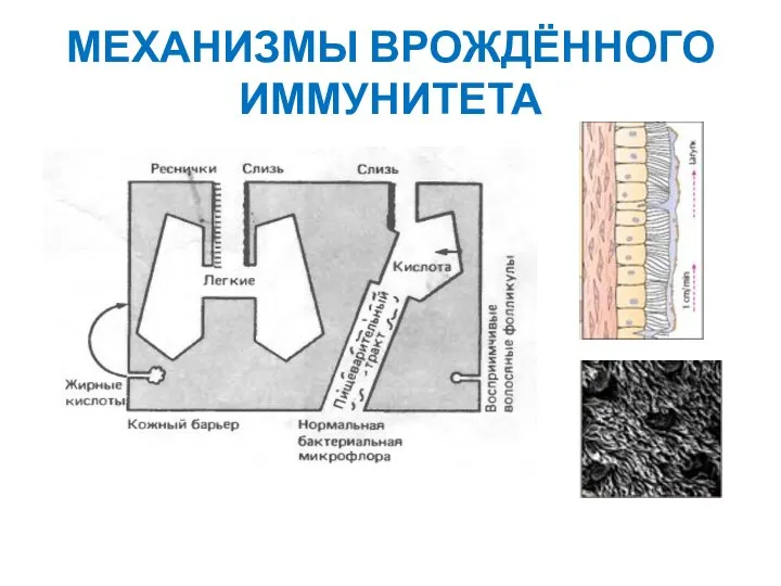 МЕХАНИЗМЫ ВРОЖДЁННОГО ИММУНИТЕТА